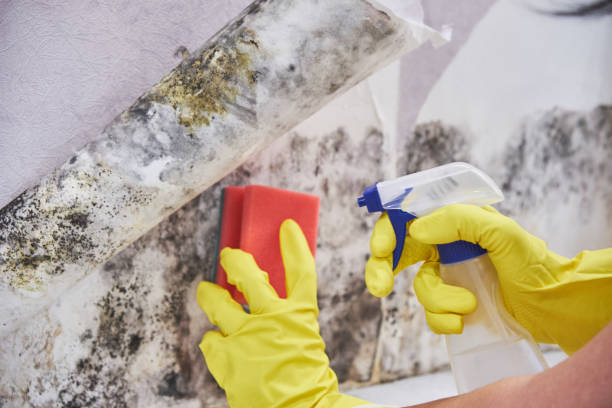 Trusted Willow Grove, TX Mold Removal Services Experts